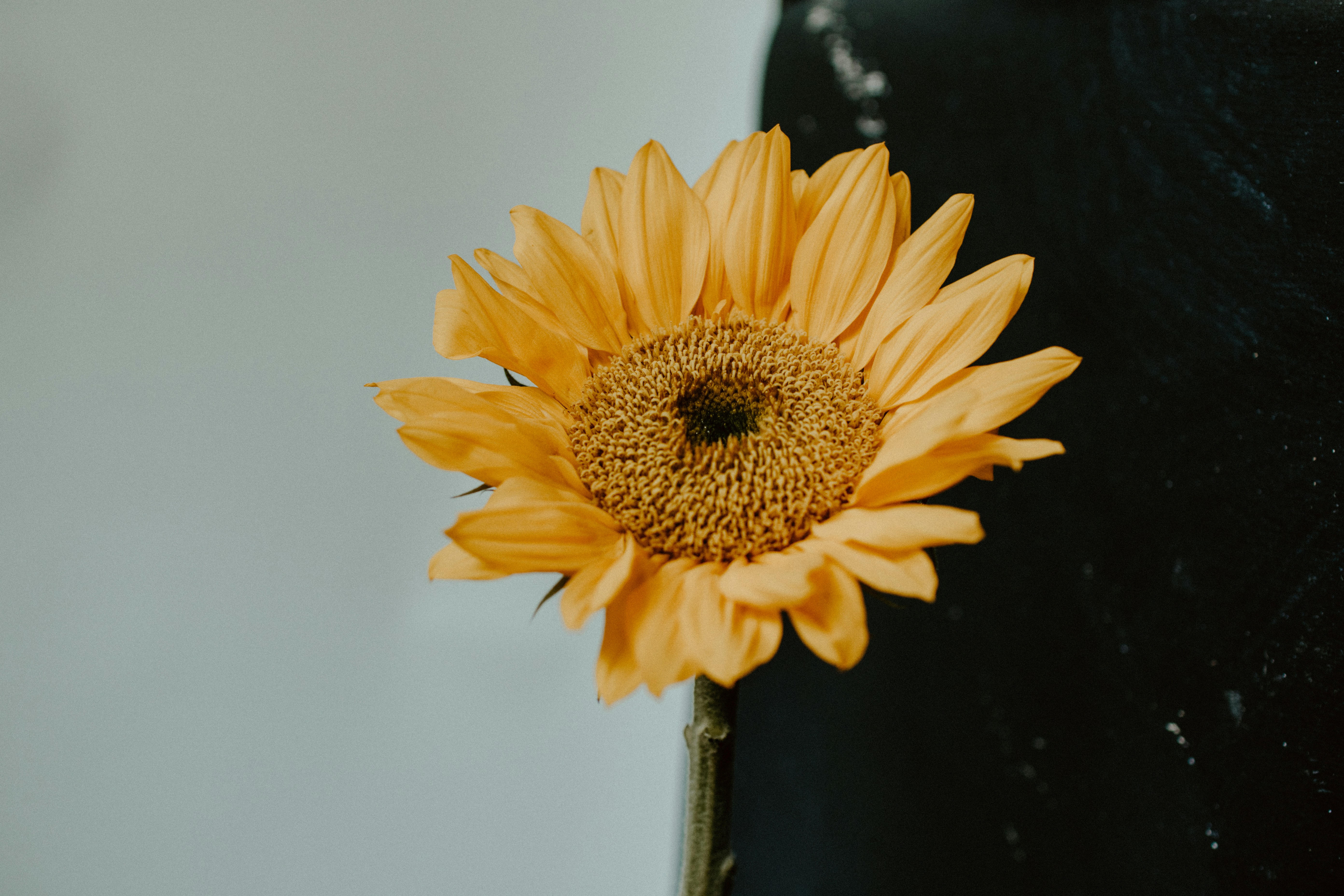 kelly-sikkema-YXWoEn5uOvg-unsplash.jpg